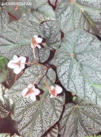 Begonia ‘Thrush’ (rhizomateux) 'De%20Elegans'