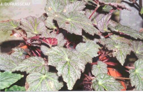Begonia ‘Thrush’ (rhizomateux) 'Thrush'